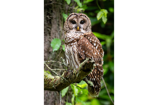 Barred Owl