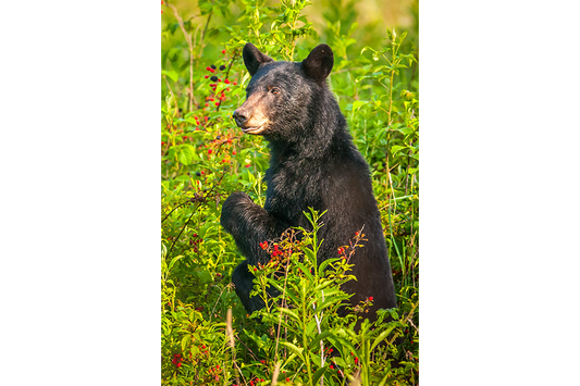 Blackbeary Jam 2
