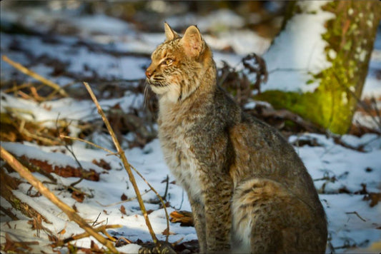 Bobcat in Winter