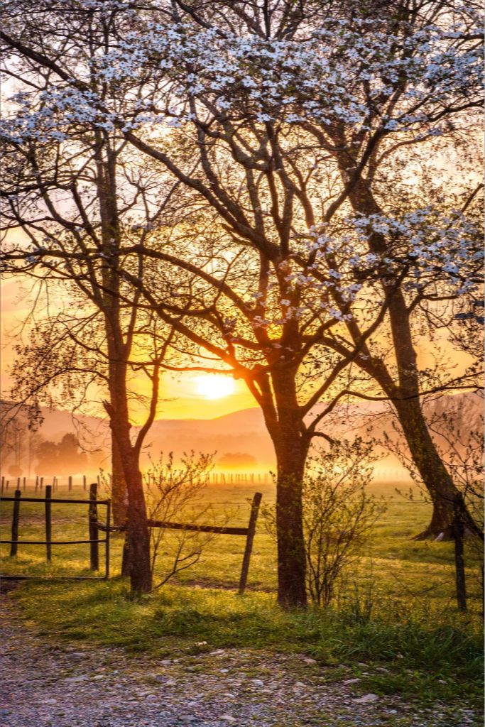 Dogwood Sunrise