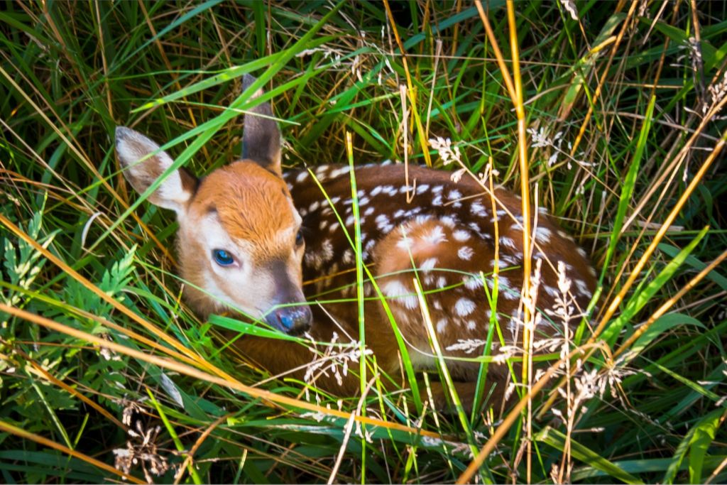 Three Days Old