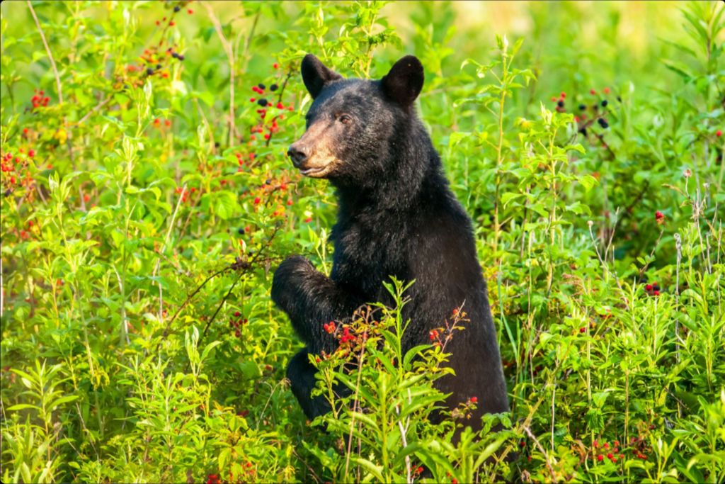 Blackbeary Jam