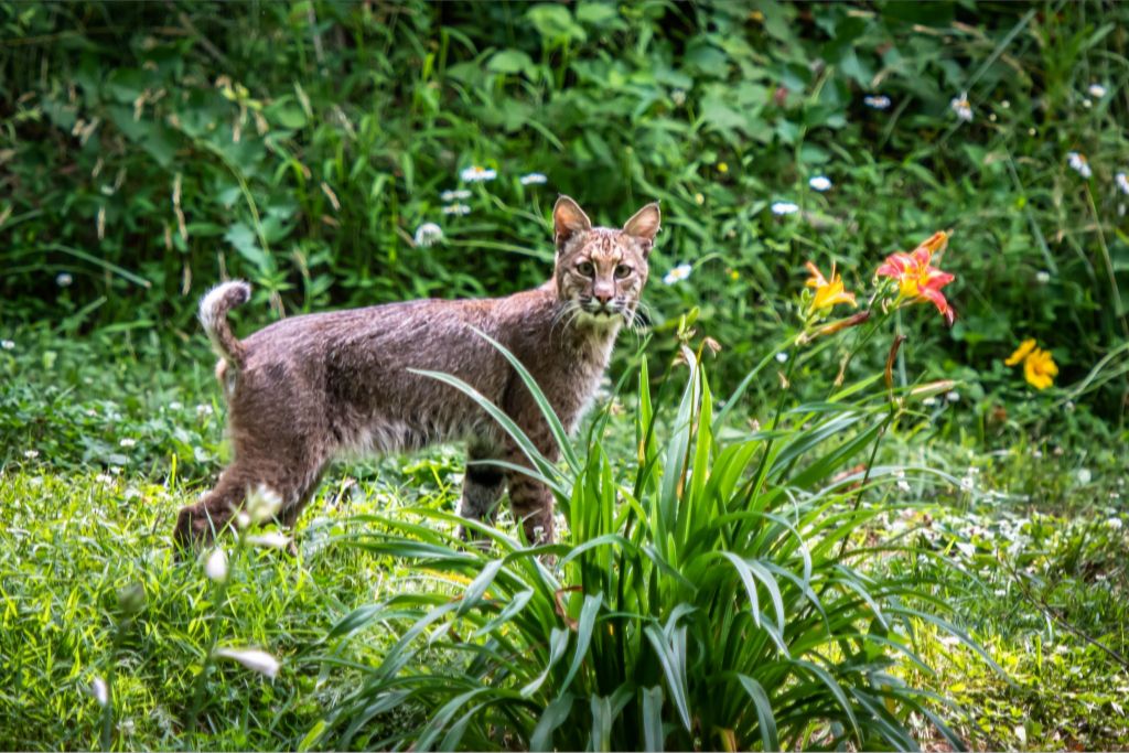 Bobcat in Summer