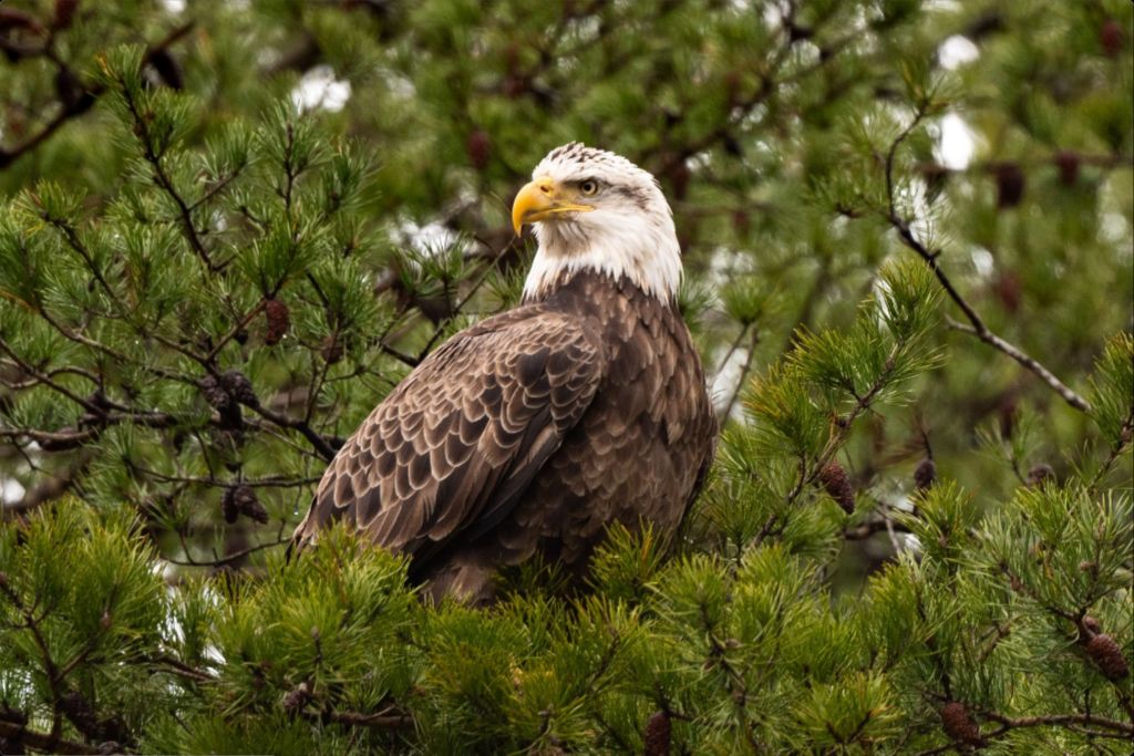 Bald Eagle in Pine