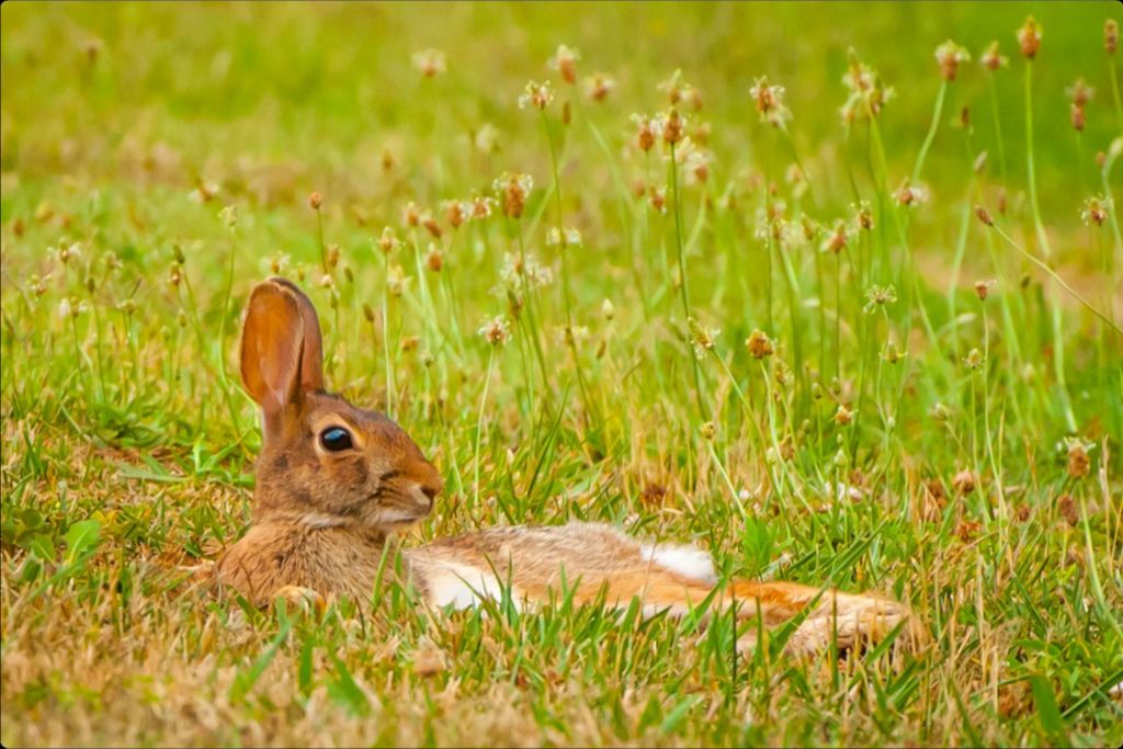 Lazy Rabbit