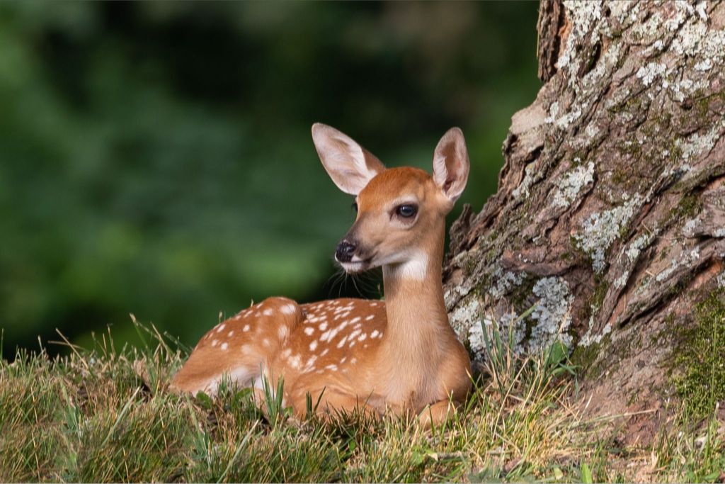 All Ears