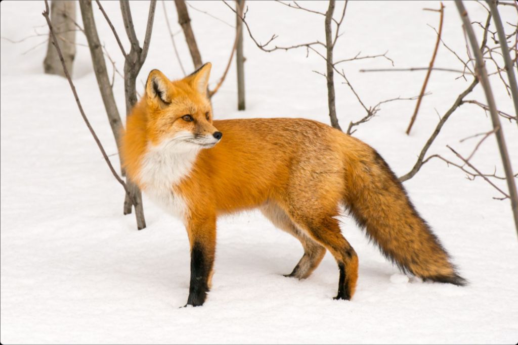 Red Fox in Winter