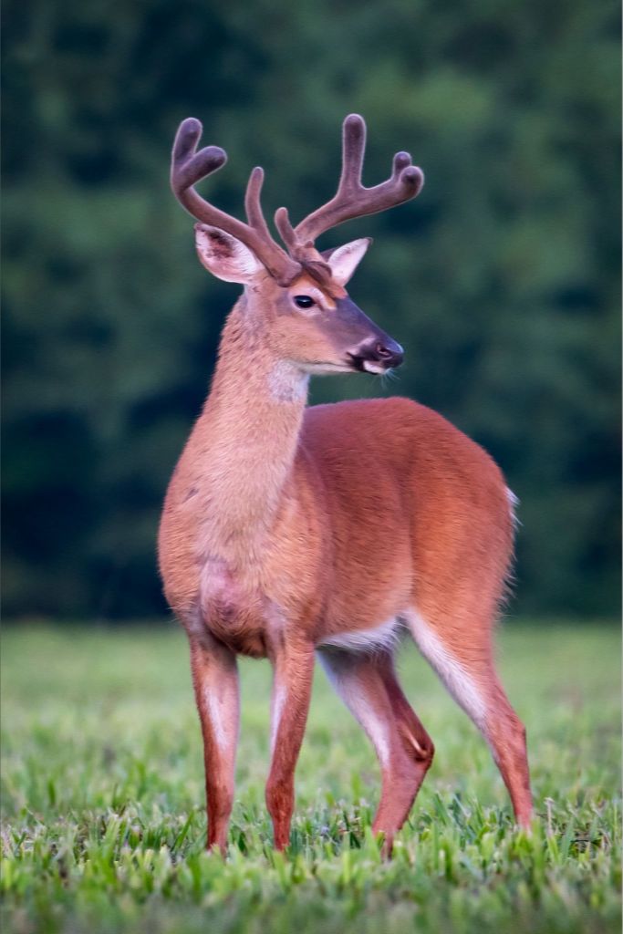 Whitetail Buck