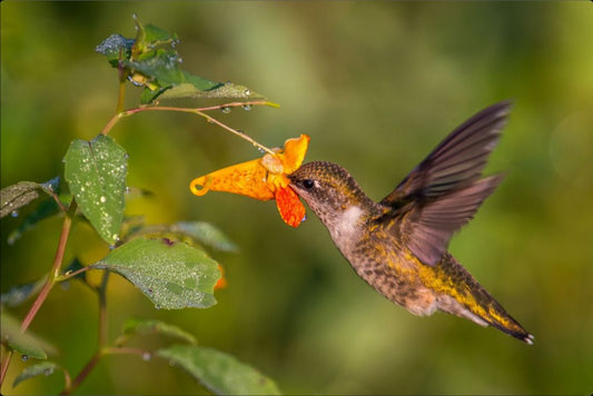 Hummingbird in Jewelweed