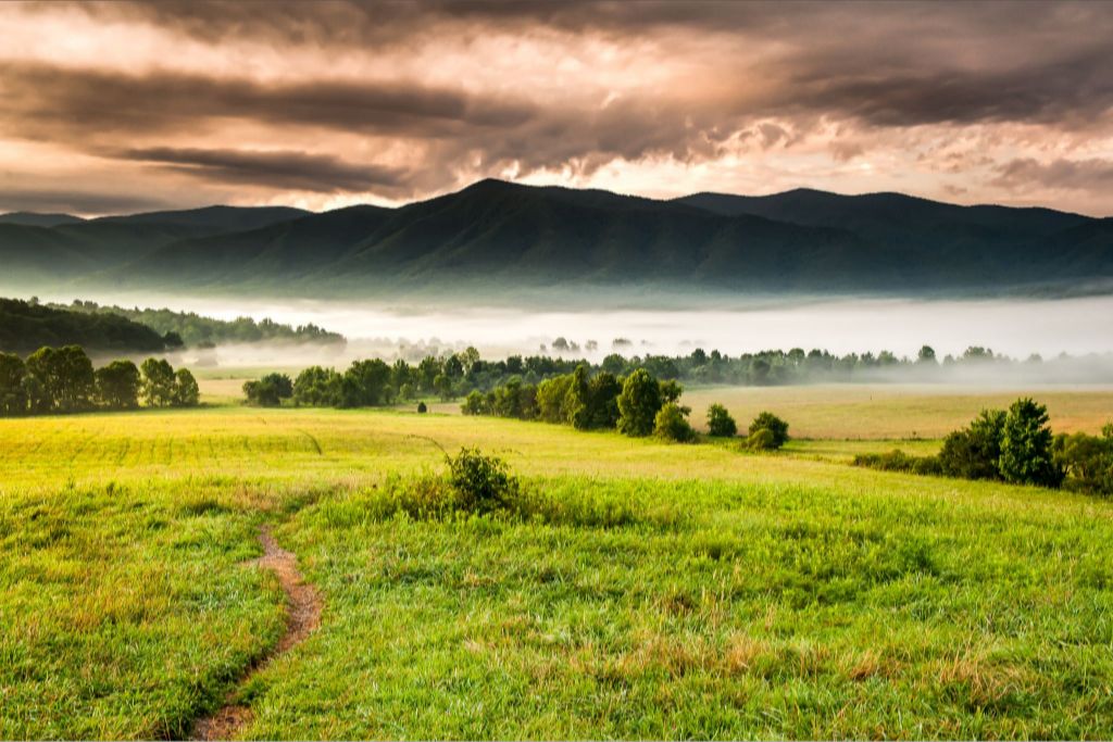 The Meadow Pathway