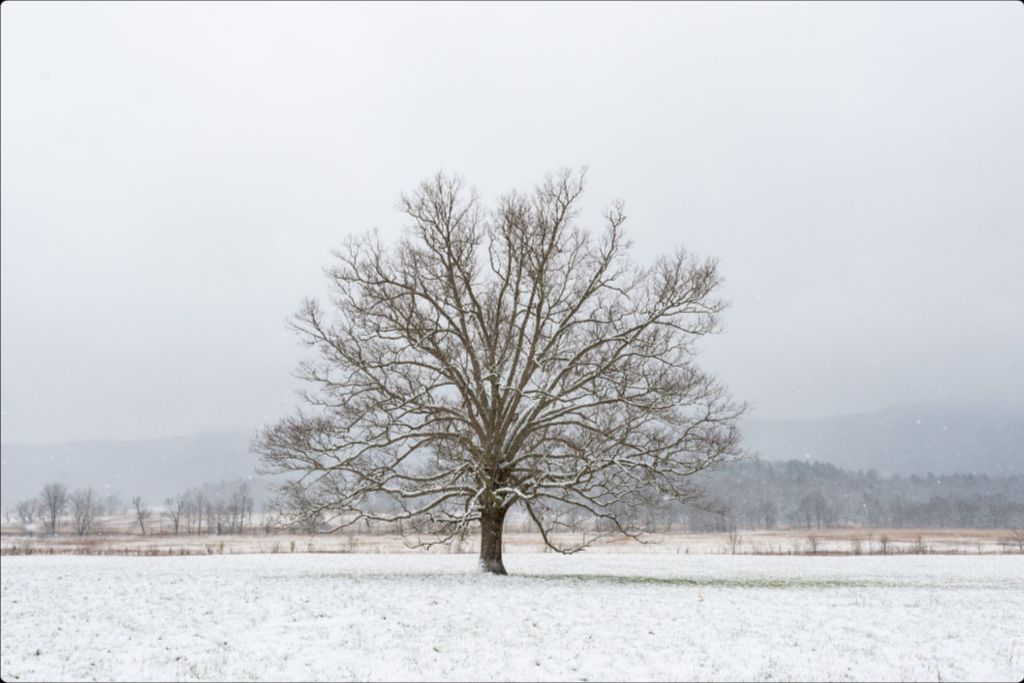 The Old Champion in Winter