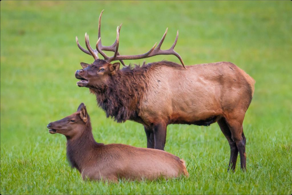 Smoky Mountain Elk