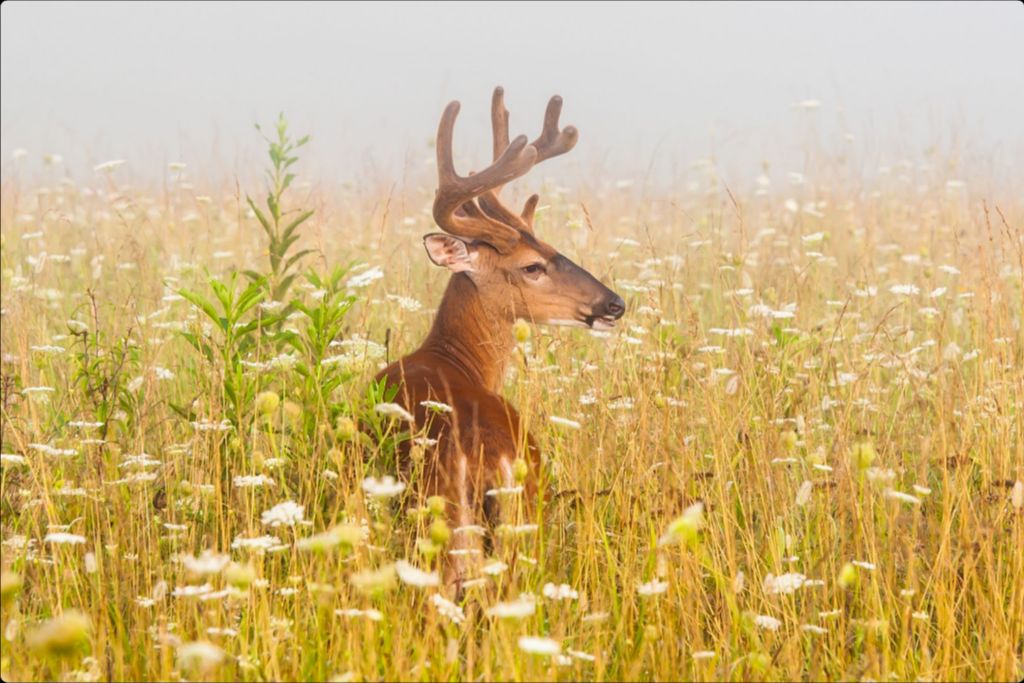 Buck in Queen Anne's Lace