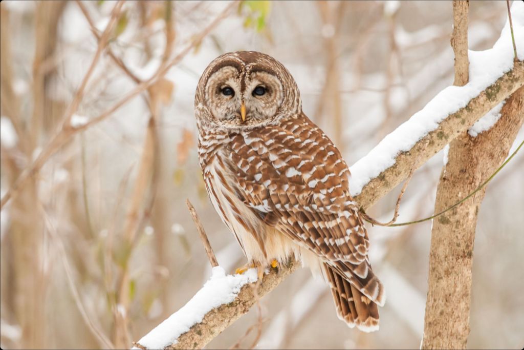 Barred Owl in Winter