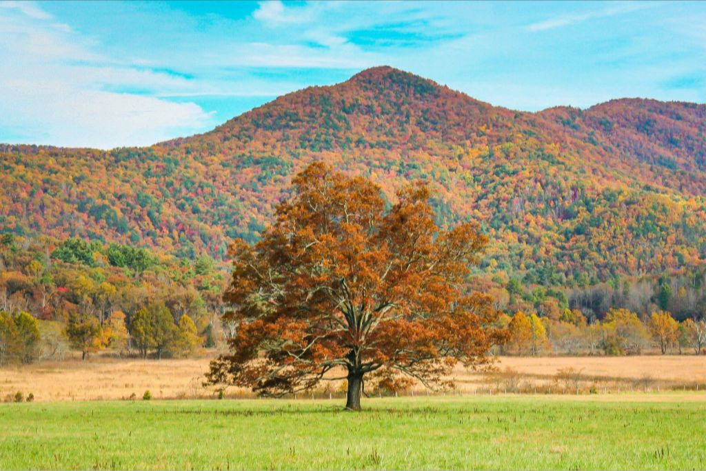 The Old Champion in Autumn