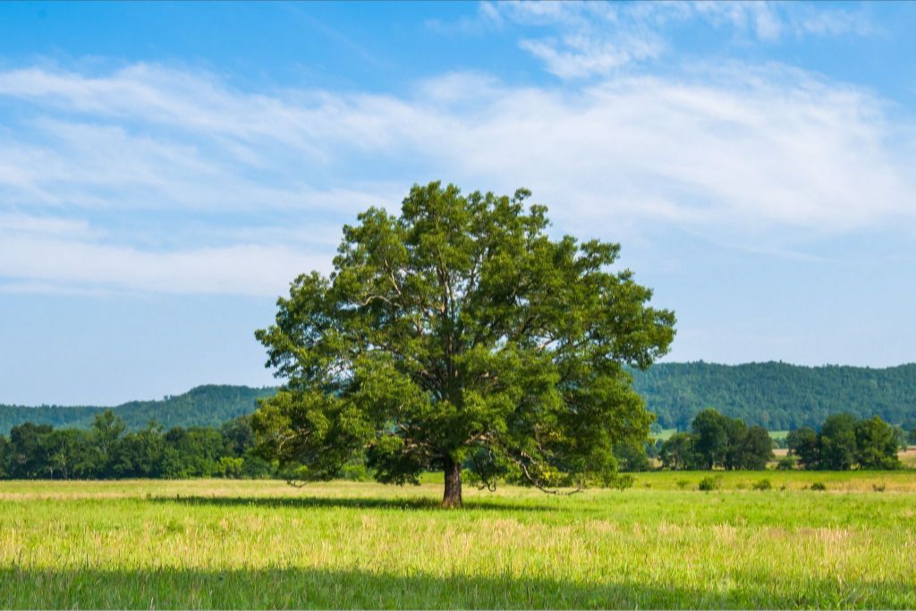 The Old Champion in Summer