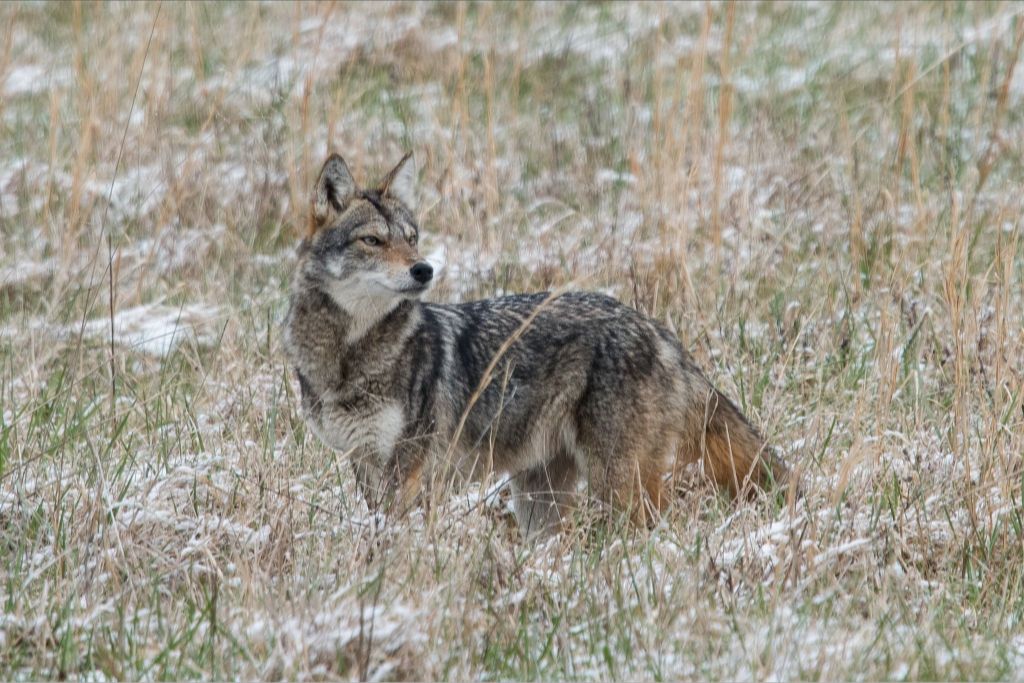 Cades Cove Coyote