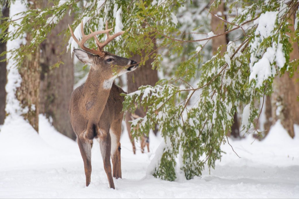 Buck in Hemlocks