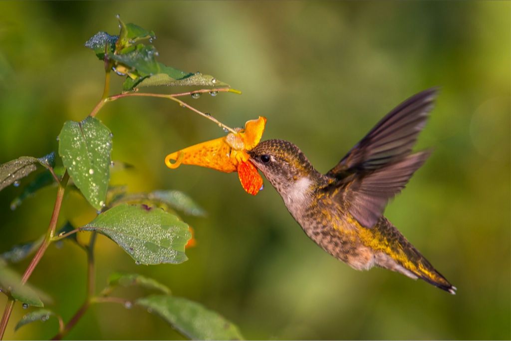 Hummingbird in Jewelweed