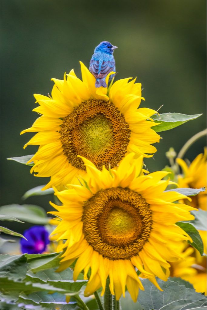 Indigo Bunting on Sunflower