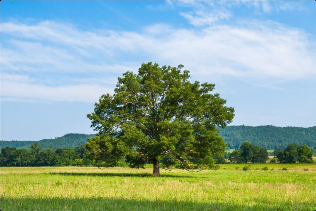 The Old Champion in Summer