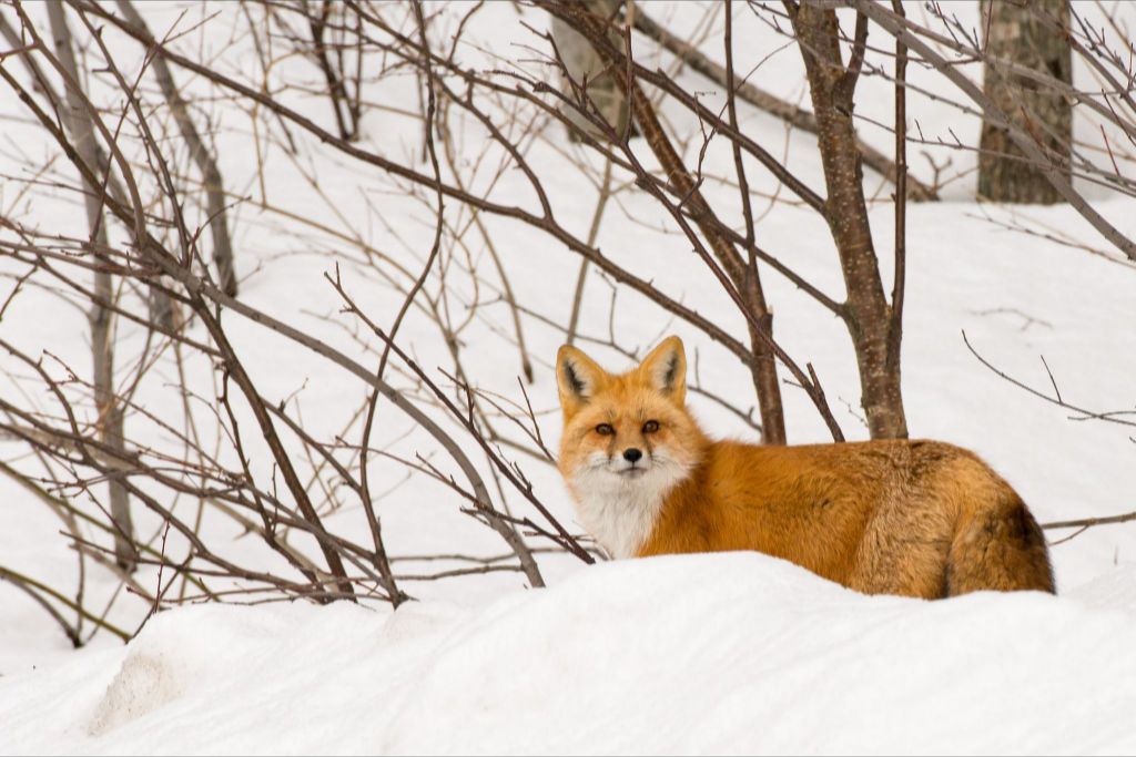 Red Fox in Snow