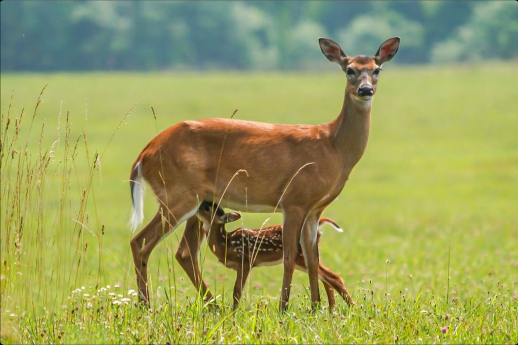 Nursing Fawn