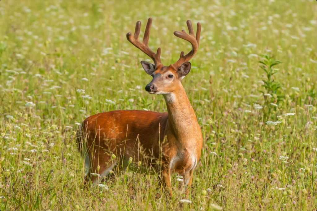 Buck in Velvet