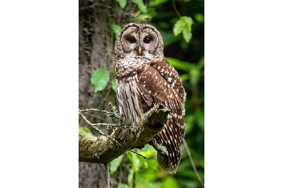 Barred Owl