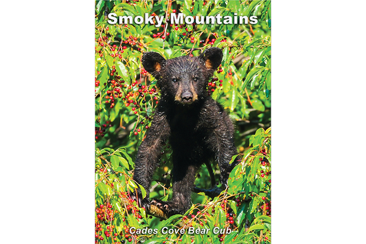Cherry Pie - Great Smoky Mountains Bear Cub Magnet