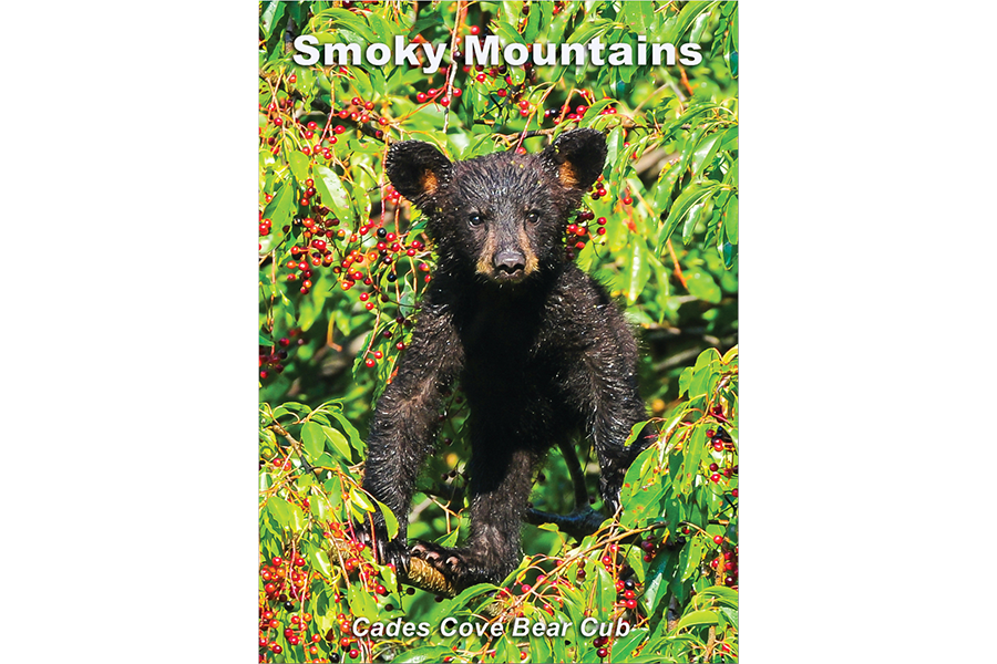 Cherry Pie - Great Smoky Mountains Bear Cub Magnet