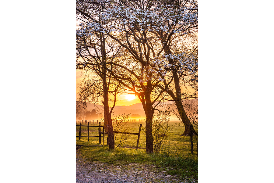 Dogwood Sunrise