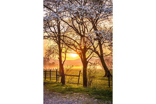 Dogwood Sunrise