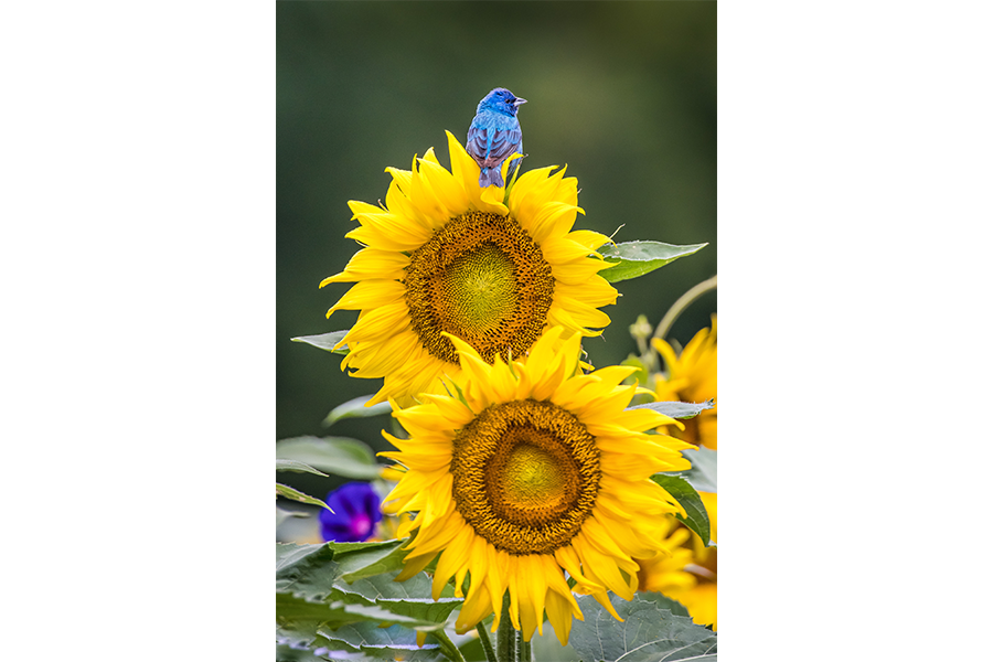 Indigo Bunting on Sunflower