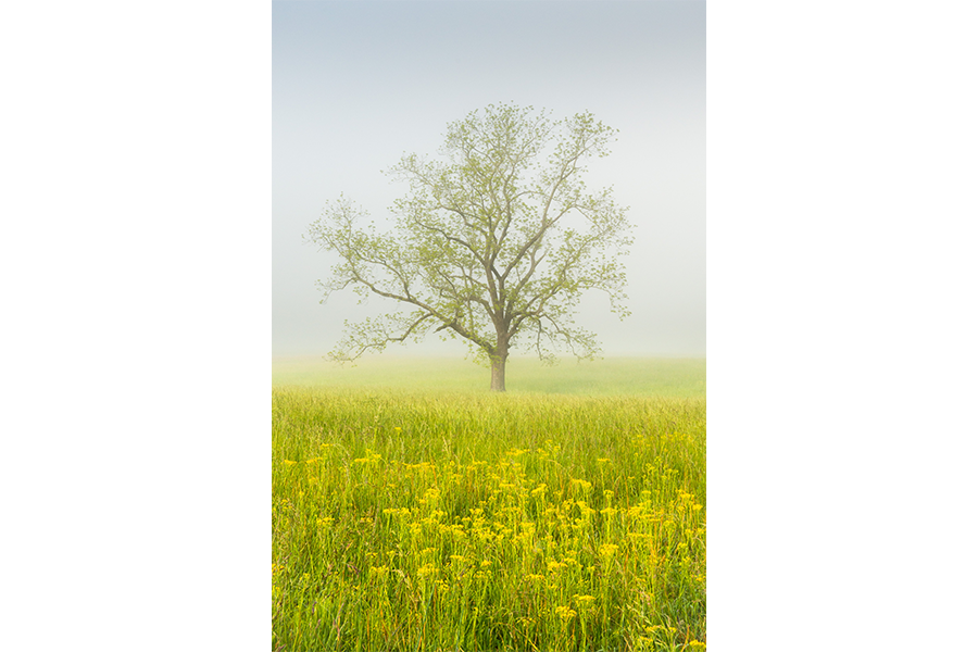 The Pastel Tree