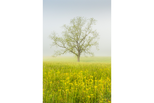 The Pastel Tree