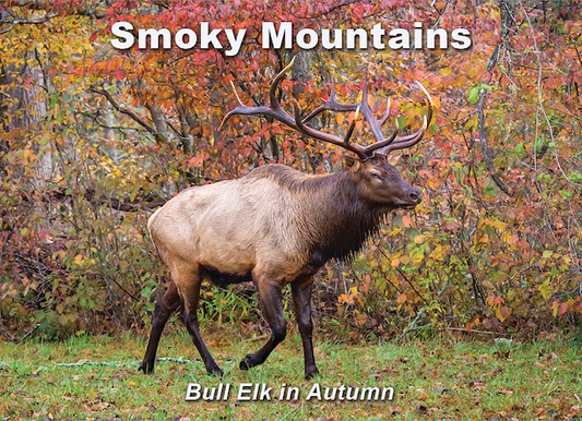 Bull Elk in Autumn - Great Smoky Mountains Magnet