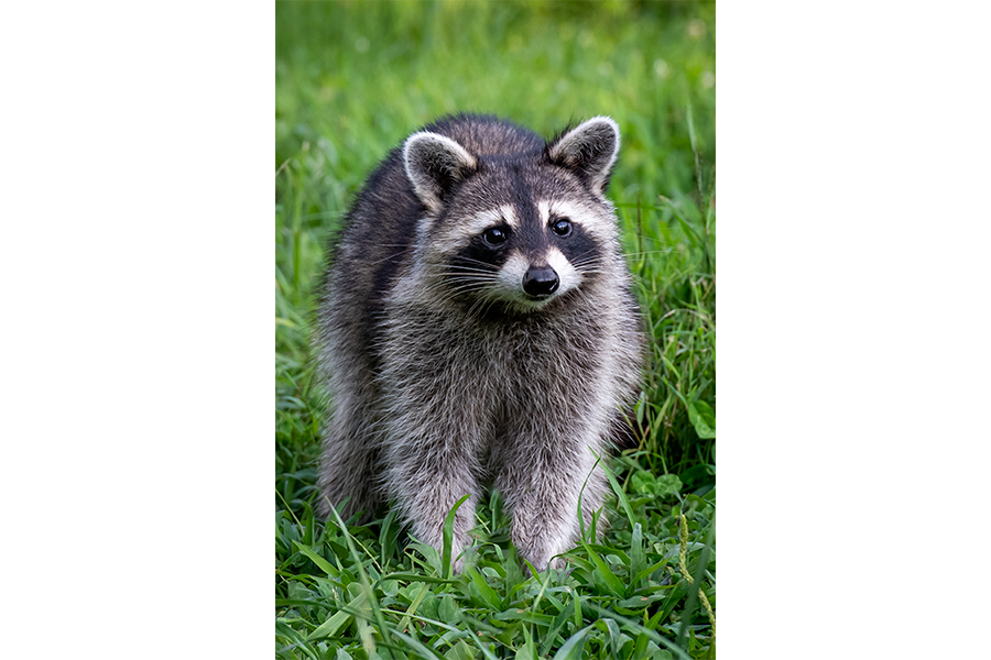 Smoky Mountain Raccoon