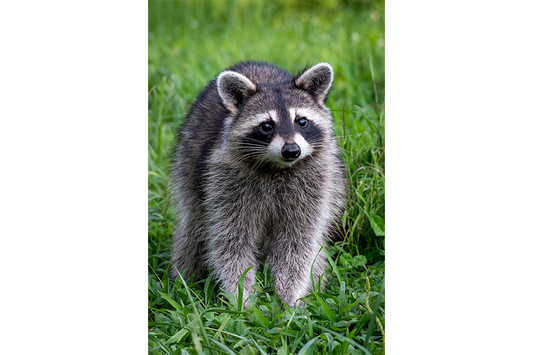 Smoky Mountain Raccoon