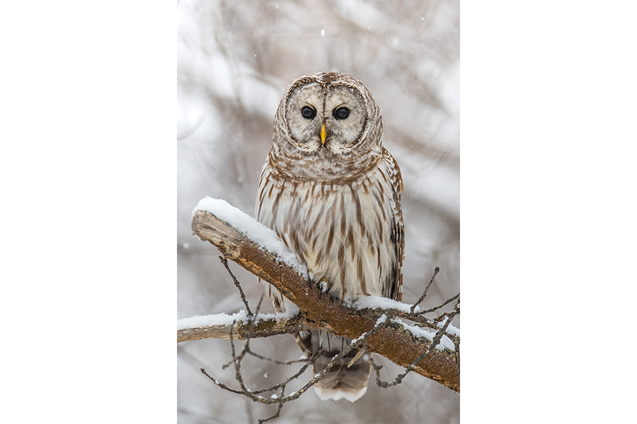 Snowy Perch