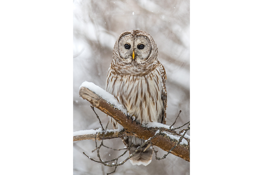 Snowy Perch