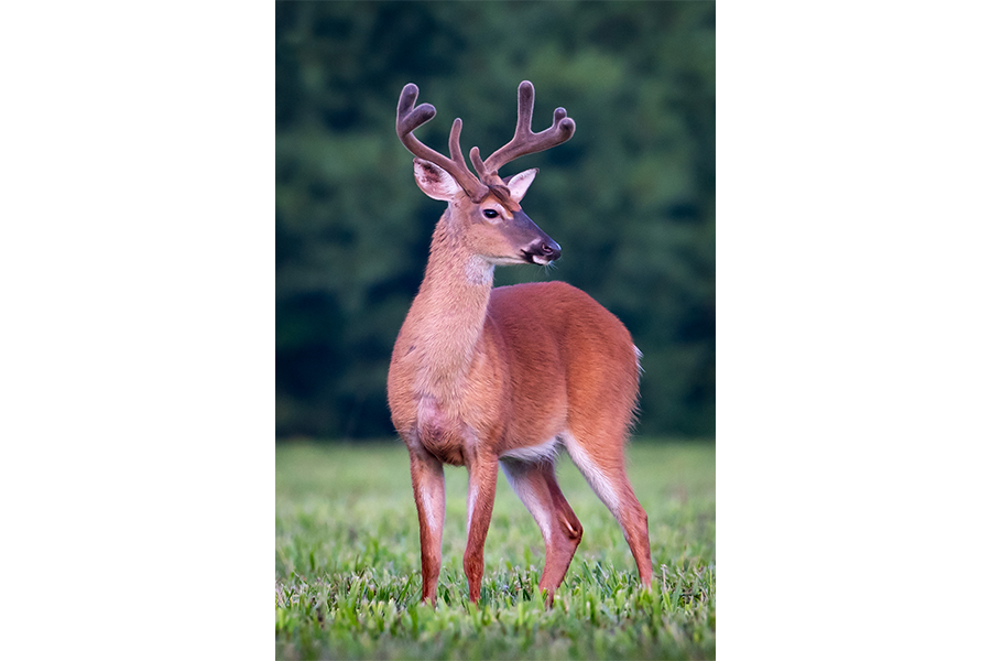 Whitetail Buck