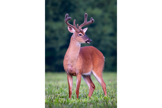 Whitetail Buck