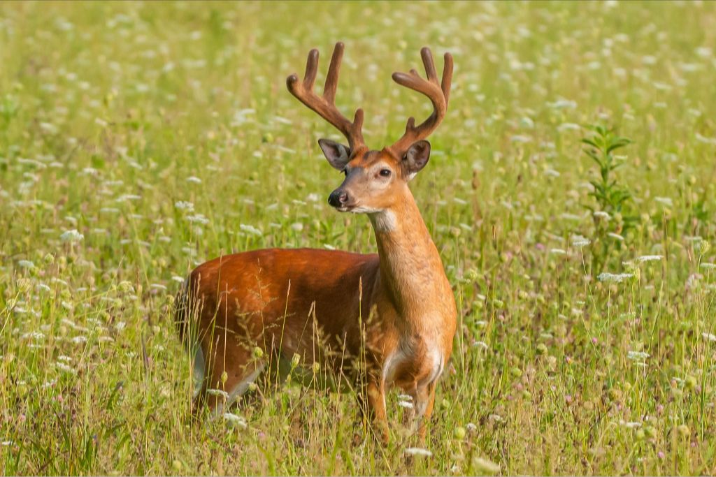 Buck in Velvet