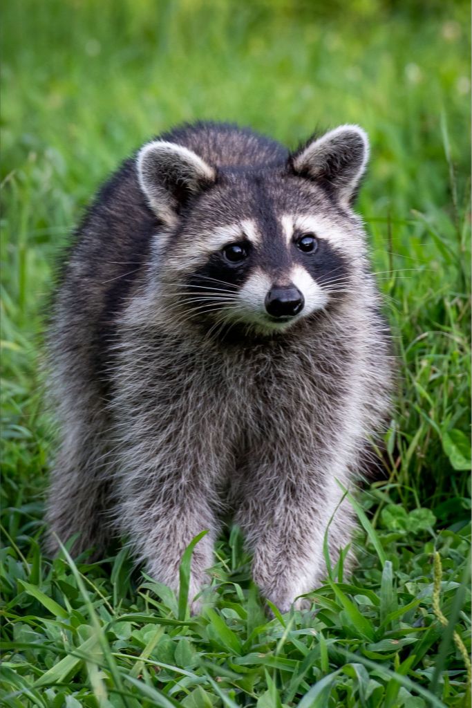 Smoky Mountain Raccoon