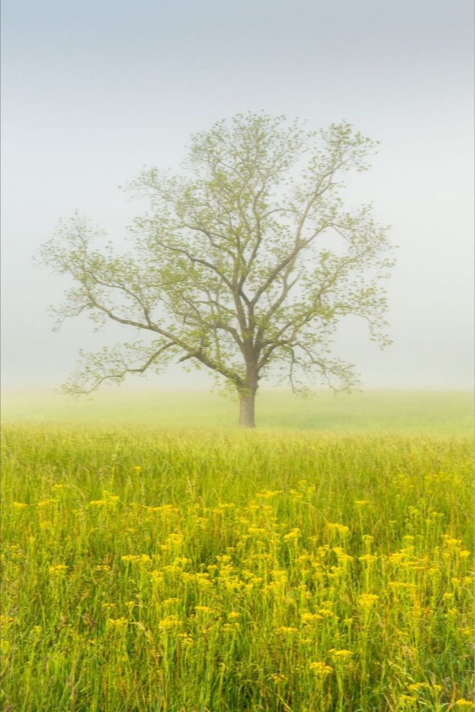 The Pastel Tree