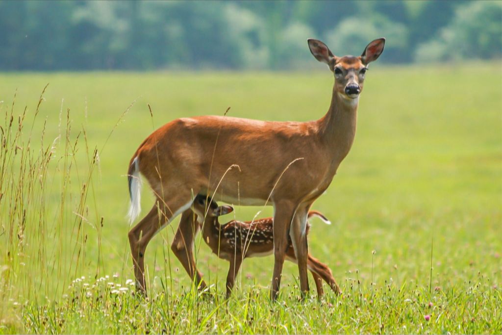 Nursing Fawn