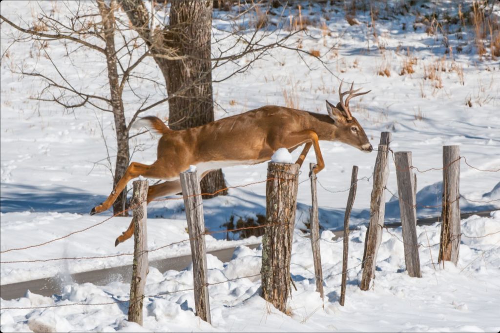 The Fence Jumper