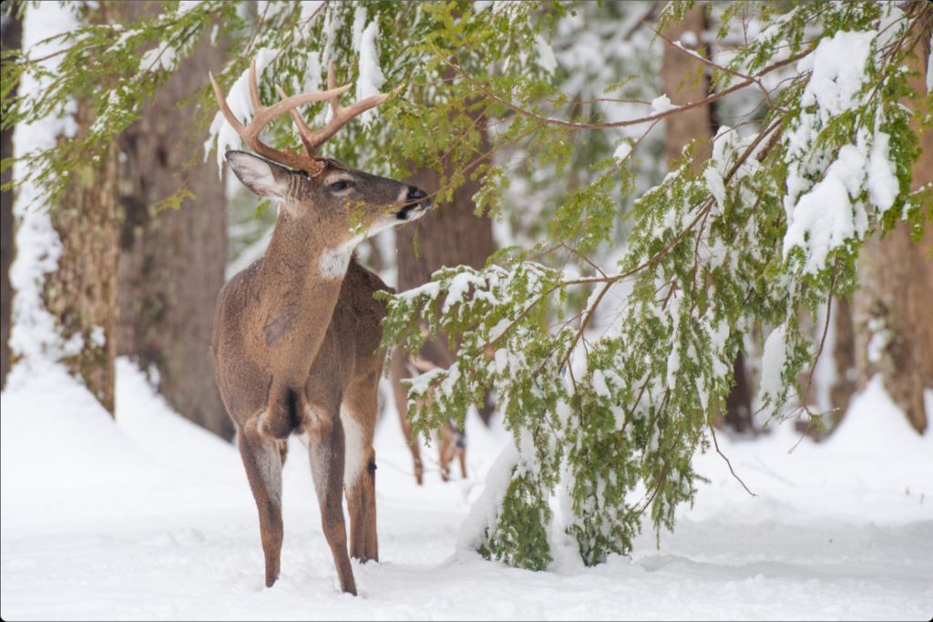 Buck in Hemlocks