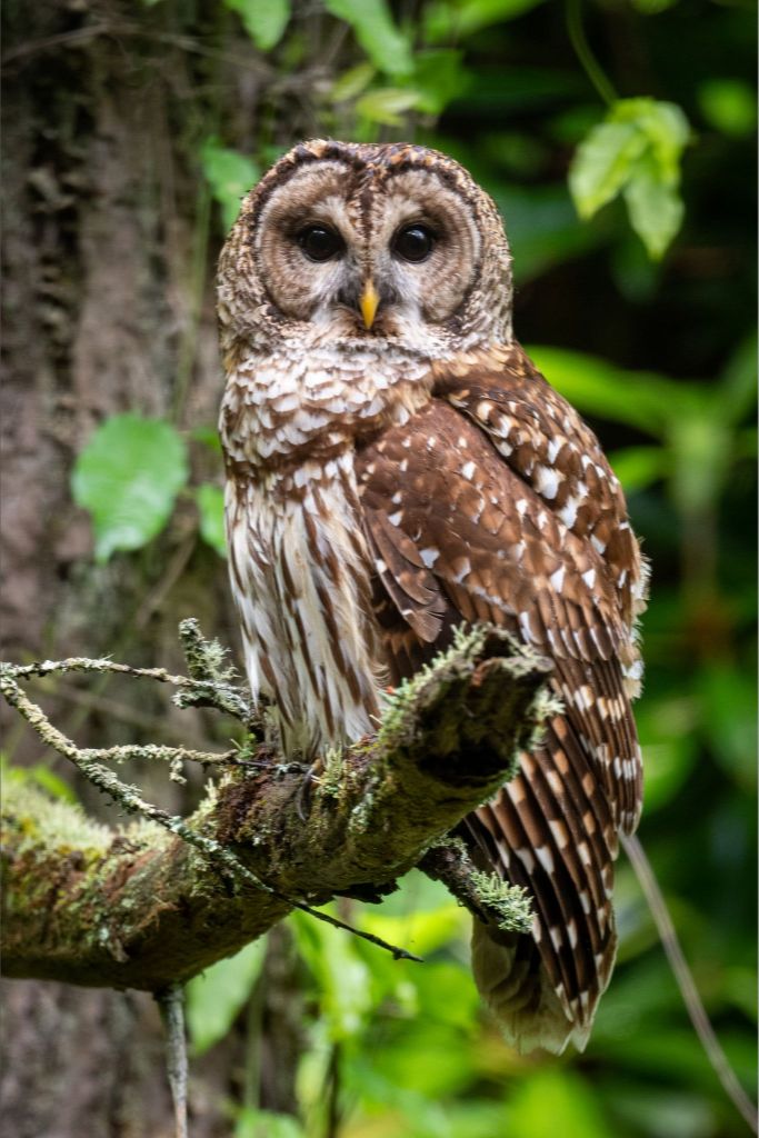 Barred Owl